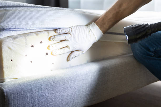 Best Affordable Pest Control Services  in Anaconda, MT