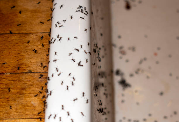 Best Bed Bug Extermination  in Anaconda, MT